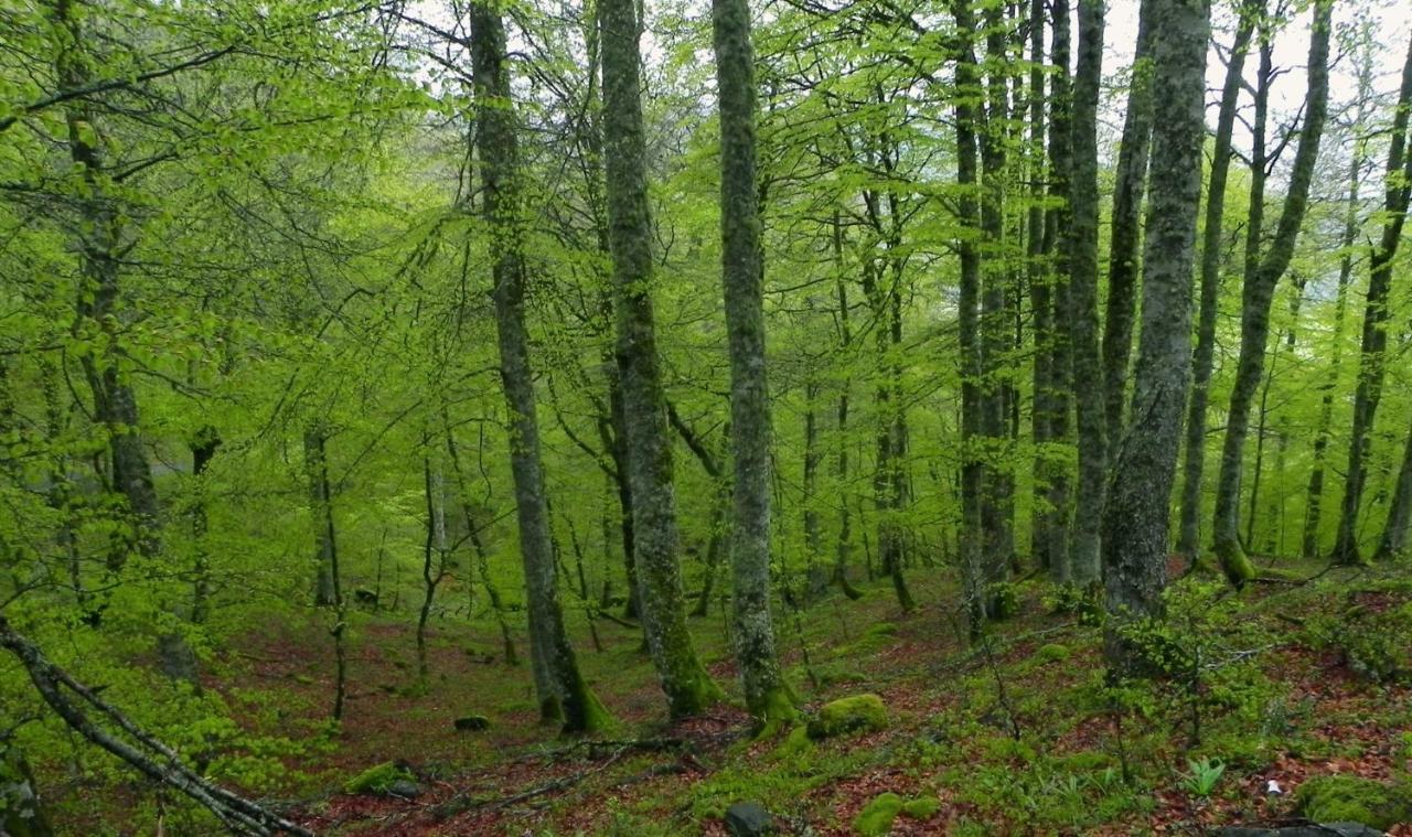 Pensjonat Turismo Rural El Sidron Piloña Zewnętrze zdjęcie