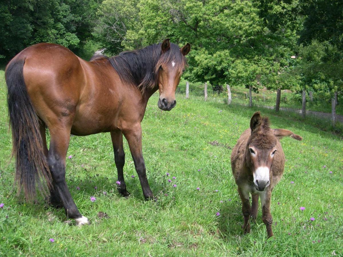 Pensjonat Turismo Rural El Sidron Piloña Zewnętrze zdjęcie