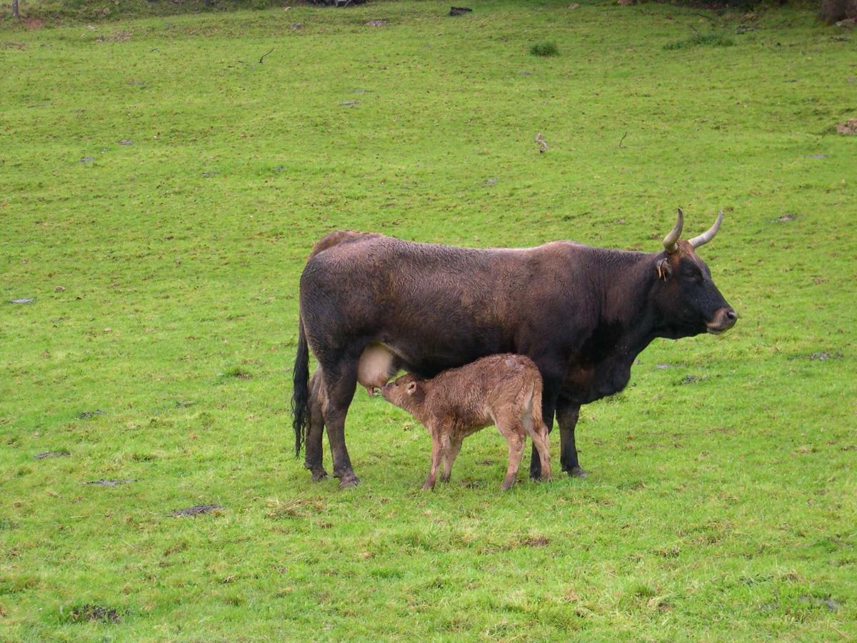 Pensjonat Turismo Rural El Sidron Piloña Zewnętrze zdjęcie